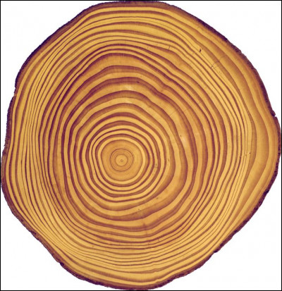 Comment appelle-t-on la couche de bois créée par le cambium ?