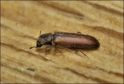 Comment qualifie-t-on les insectes mangeurs de bois ?