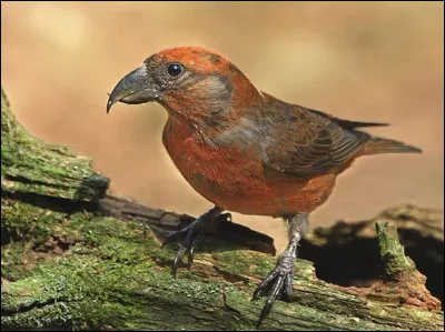 Quel oiseau trouve son royaume dans la forêt boréale ?