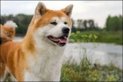 Quelle est la race de ce chien originaire du Japon ?