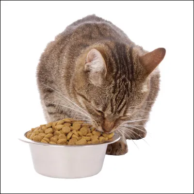 Quels sont ses proies préférées ?