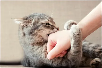 Mord-il ou griffe-t-il ?