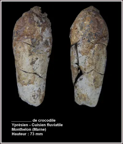 Comment appelle-t-on les excréments fossiles ?