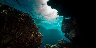 Combien a-t-on recensé de canyons sous-marins dans le monde ?