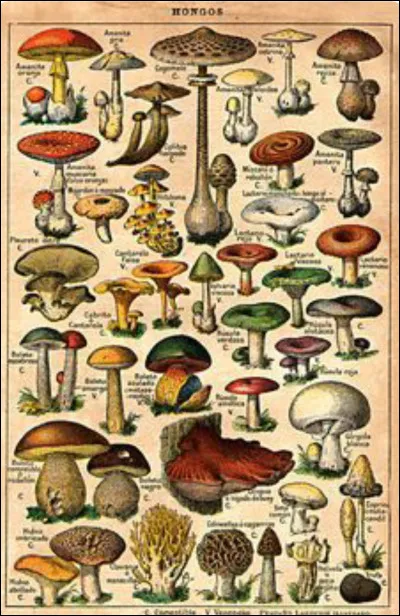 Comment écrit-on 17 en chiffres romains ?