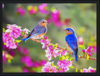 Quel est l'oiseau le plus coloré du monde ?