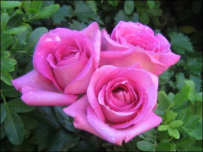 La couleur rose signifie l'amour et la compassion.