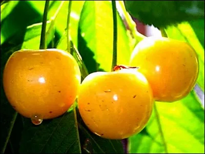 Les cerises jaunes sont une variété du nom de Burlat
