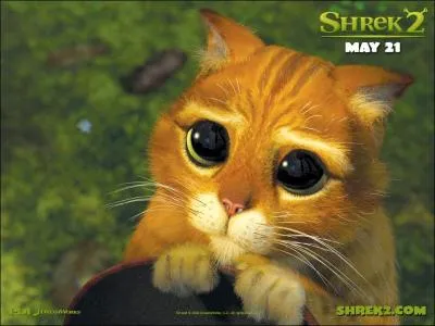 Comment s'appelle cet 'adorable' chat, tout droit sorti de Shrek 2 ?