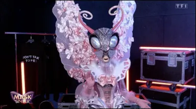 Qui se cache sous le papillon ?