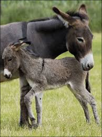 Il fait partie de la famille des équidés et est donc un cousin du cheval. Comment se nomme la femelle de l'âne ?