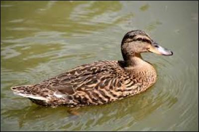 C'est un oiseau qui vit dans les lacs et les étangs, partout, sur quasiment tous les continents. Comment se nomme la femelle du canard ?