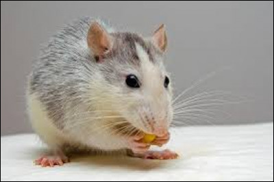 Cet animal n'est pas très apprécié par l'homme. C'est un petit animal, cousin de la souris. Comment se nomme la femelle du rat ?