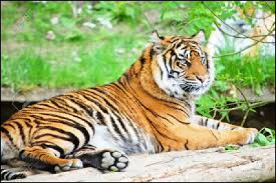 Ce félin est un grand prédateur redouté par beaucoup d'animaux. Comment se nomme la femelle du tigre ?