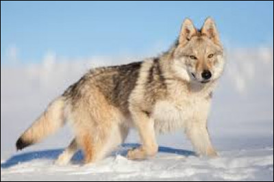 Cet animal vit principalement dans les forêts, en meute. Il est également un cousin proche du chien. Comment se nomme la femelle du loup ?