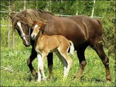L'homme a réussi à apprivoiser cet animal, ainsi qu'à le chevaucher. Comment se nomme la femelle du cheval ?