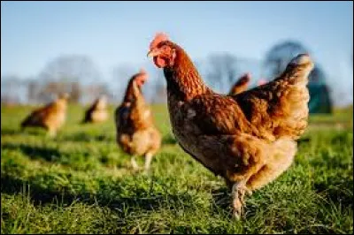 C'est un animal que l'on élève pour ses ufs, dans des poulaillers. Comment se nomme la femelle du coq ?
