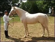 Qu'est-ce que la partie antrieure ou avant-main ?