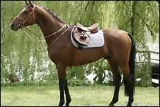 Comment appelle-t-on une paule trop saillante ?