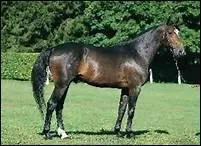 Que comprend le membre antrieur ? Dans l'ordre.