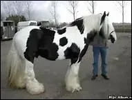 Chez l'humain,  quoi correspond le genou du cheval ?