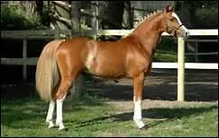 Comment doit-tre la morphologie du genou ?