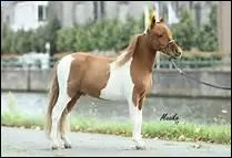 Quelles parties, au-dessous du genou, terminent le membre antrieur ? Dans l'ordre.