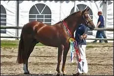 Comment doit-tre la partie antrieure d'un cheval  l'encolure puissante ?