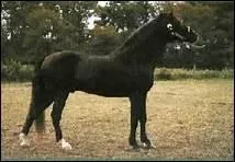 Comment doit-tre la partie antrieure d'un cheval  la tte lgre et au cou fin ?