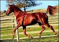 Comment doit-tre le dos morphologiquement ?