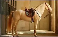 Que provoque un dos ensell ?