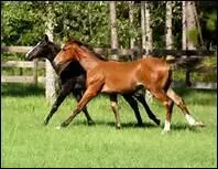 Le dos comprend les ctes. Comment doivent-elles tre pour permettre une dilatation pulmonaire complte et une bonne assiette ?