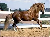 Comment un cheval avec une petite tte et une encolure fine doit-il avoir le dos ?