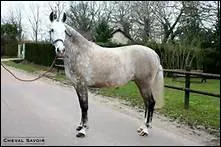 Que dsigne l'arrire-main ?