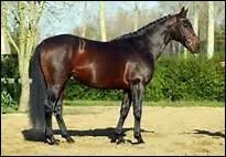 Par rapport aux membres antrieurs, comment se prsentent les membres postrieurs ?