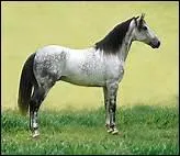 Quelle est l'articulation fondamentale, qui est comparable au genou des membres antrieurs ?