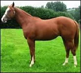 Comment se prsente un membre postrieur bien form ?