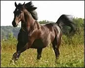 La jambe doit tre droite. Que dit-on d'un cheval qui a des jarrets qui convergent l'un vers l'autre .