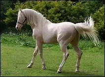 Si, au contraire, les jarrets s'cartent vers l'extrieur, comment les appelle-t-on ?