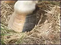 Quelle partie le sabot, qui amortit tous les mouvements, comporte-t-il ?