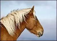 Comment appelle-t-on un port de tte trop haut ?