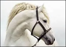 Comment appelle-t-on un port de tte trop rapproch de la poitrine ?