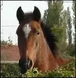 Que doit prsenter la tte quelle que soit la race ?