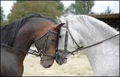 Que donne ou te la forme de l'encolure au cheval ?