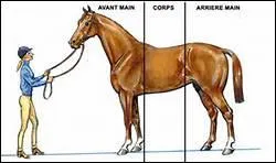 Pourquoi l'encolure doit-elle tre bien muscle ?