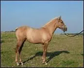 Quelle bonnne proportion entre deux parties du corps du cheval est primordiale ?