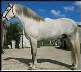 O se situe le garrot ?