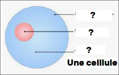 Quels sont les trois éléments fondamentaux qui constituent une cellule de l'homme ?