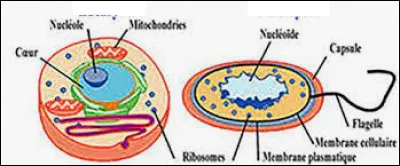 Quels sont les 2 grands types de cellules ?