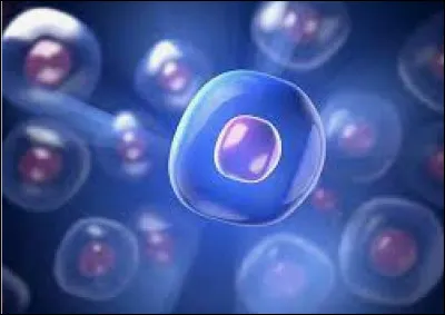 Quelle est la différence entre ces deux cellules ? (Question précédente)